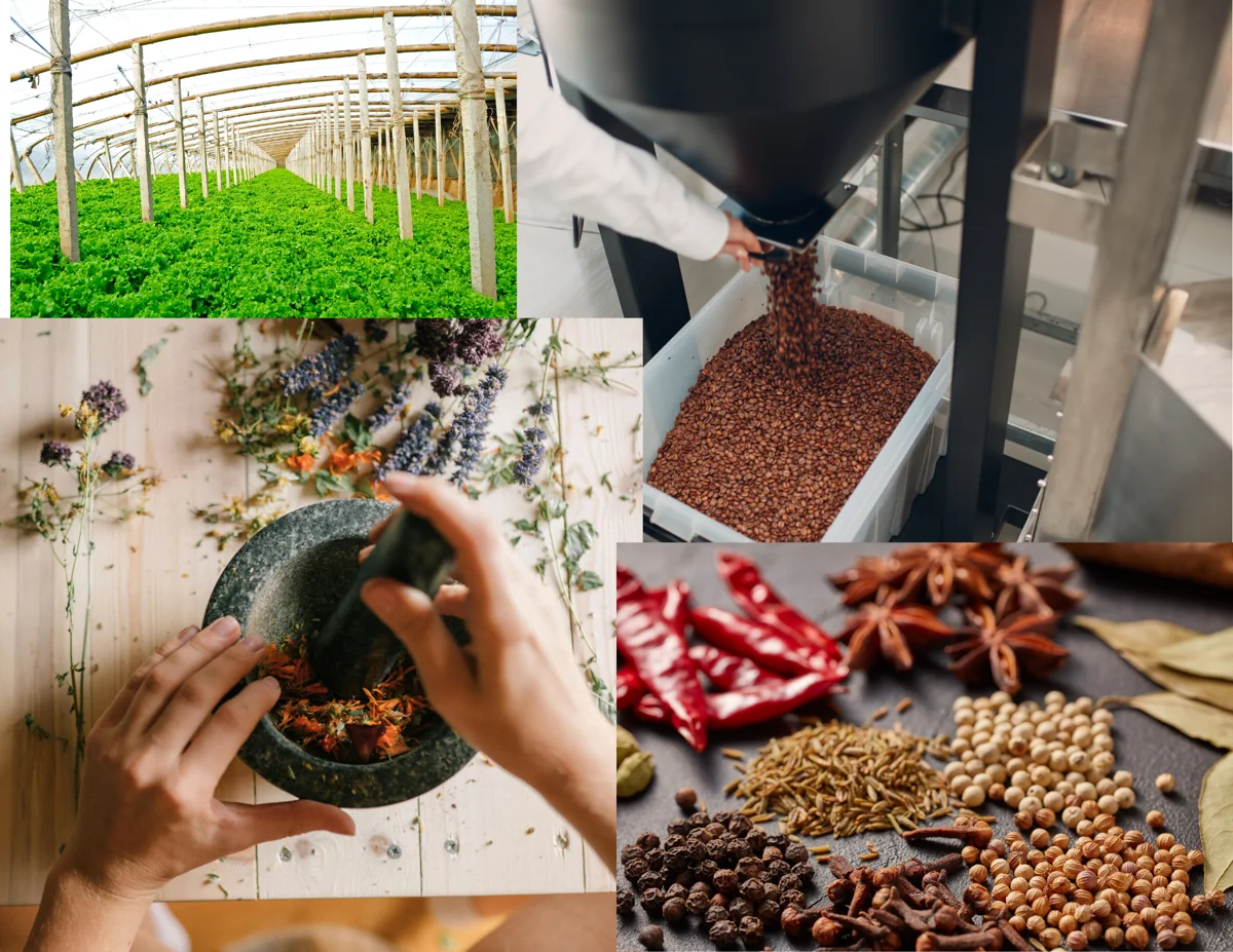 Growing plants, working with herbs, ingredient processing and whole spices